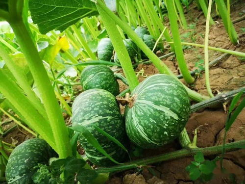 蘭陵長(zhǎng)城2020年谷物種植亮點(diǎn) 科技助力豐收，綠色引領(lǐng)發(fā)展